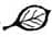 Hand drawn leaf by Beth Wyman